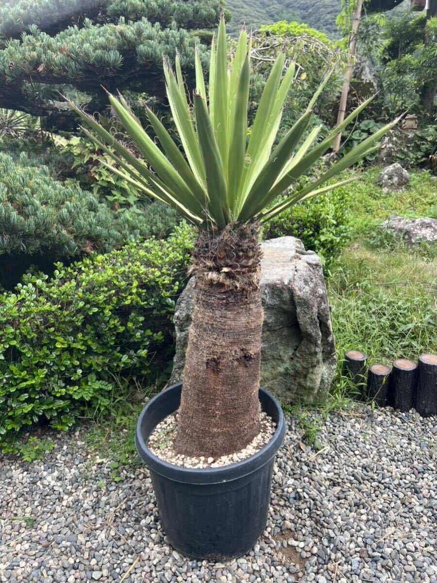極太 1m24cm 発根 ユッカ ファクソニアーナ 耐寒性－12 ドライガーデン 庭 シンボルツリー 地植え　Yucca カルネロ　カルネロサーナ