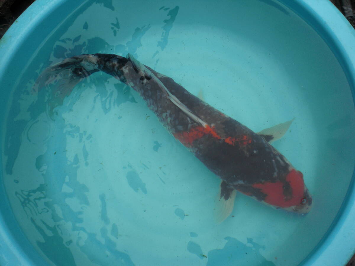 ２歳池揚げセール　五色昭和４１cm