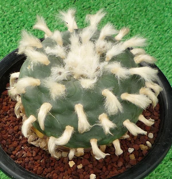 サボテン、多肉植物　コエルシー-15