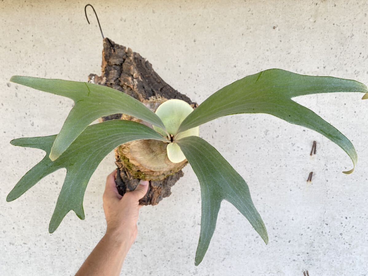 P.Hips white ビカクシダ コウモリラン |観葉植物 P.Hips white ビカクシダ コウモリラン |観葉植物