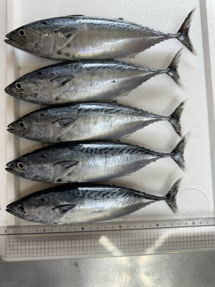 山山山ページ 超お得14キロ 高級スマカツオ 大物釣り 餌 5匹1キロ×14=