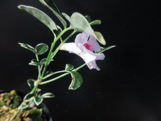 朝顔南天　斑入り植物・盆栽 その他　豊樹園　 必ず取引規約確認同意で入札を　 