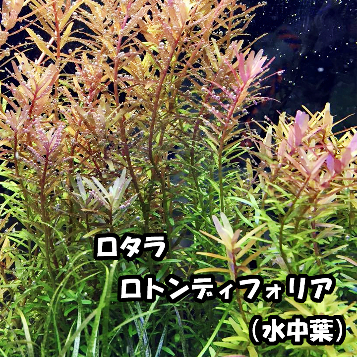  water plants 8 kind set start .. person is especially underwater leaf . recommended! underwater leaf only! easy * introduction kind [ red series beautiful kind * Moss *ro cod etc. ] less pesticide addition . possibility 