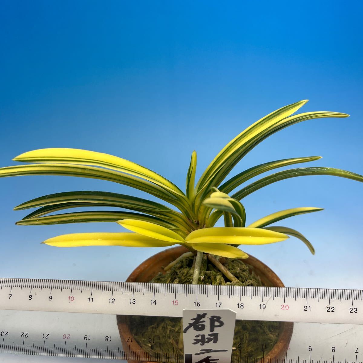富貴蘭 都羽二重