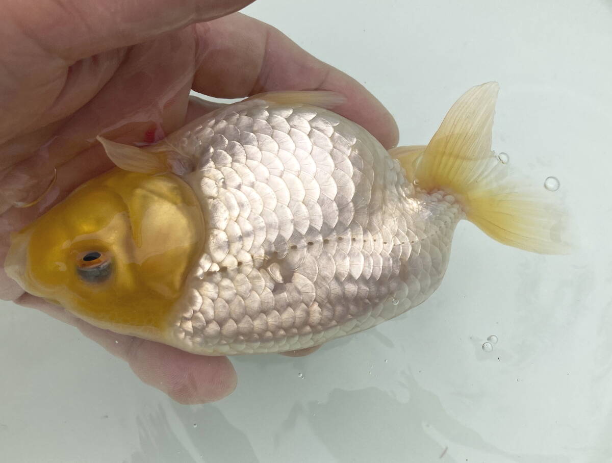 *OOMIYA*R* this year fish golgfish 13.5cm rom and rear (before and after) own production excellent system kind *.. for . another female . proportion 70%( animation equipped )E