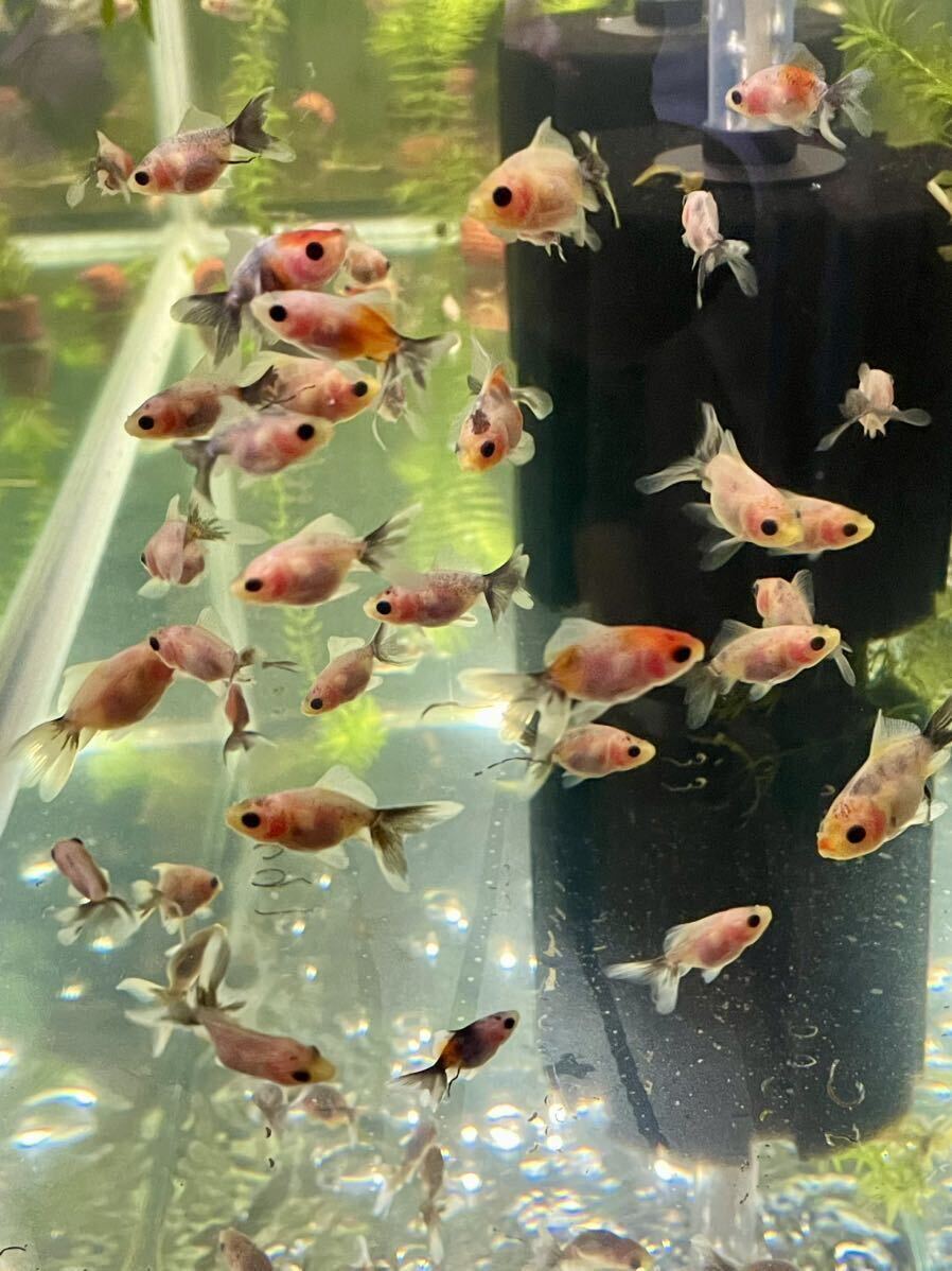 天青 金魚 厳選当歳稚魚 10匹セット 3〜4センチ 東錦 天青の仔 上物 幼魚 画像の水槽の中からランダム掬い