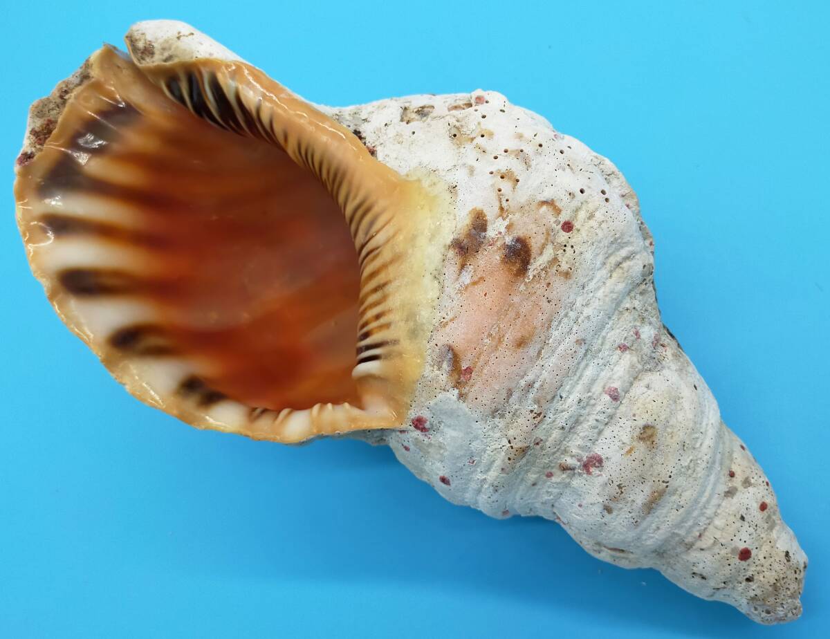 ［沖縄 名護］法螺貝◆31cm 916g◆プチ珊瑚付き◆素朴な雰囲気◆ホラ貝
