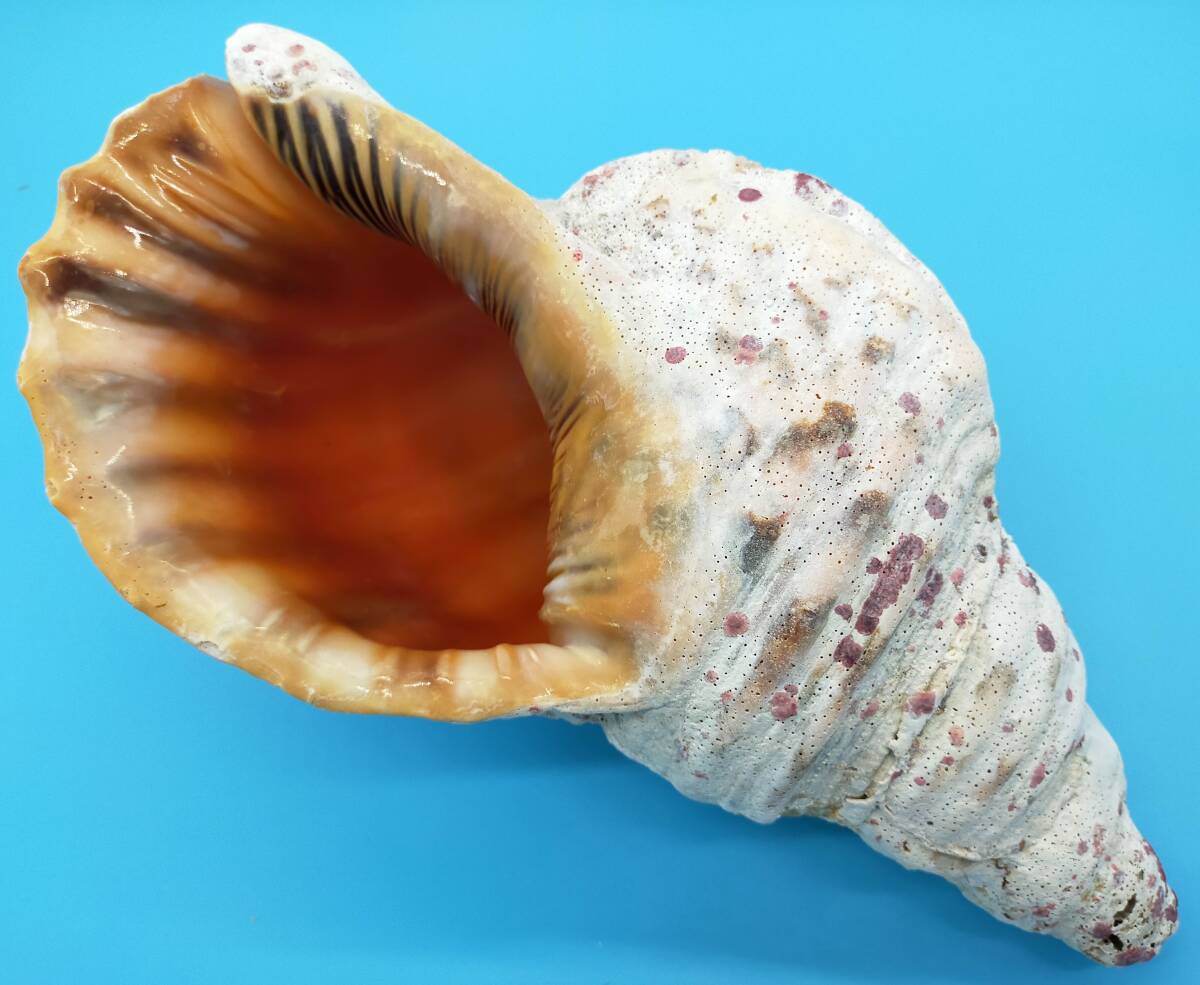 ［沖縄 名護］法螺貝◆34cm 1.851g◆サンゴ コーティング◆重量と存在感のあるホラ貝◆