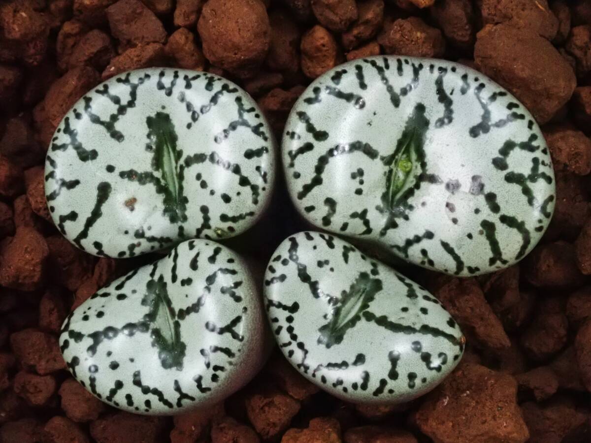 オプコルデルム　歌麿呂　Conophytum　obcordellum　コノフィツム　多肉植物