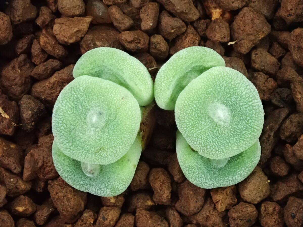 エレンスティ　Conophytum　Ernstii　 sandberg コノフィツム　多肉植物