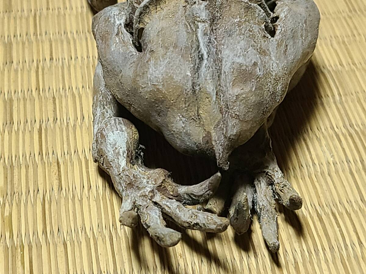 一点物 河童の木乃伊 河童 ミイラ 呪物 妖怪 UMA リアル 芸術 一点物 河童の木乃伊 河童 ミイラ 呪物 妖怪 UMA リアル 芸術