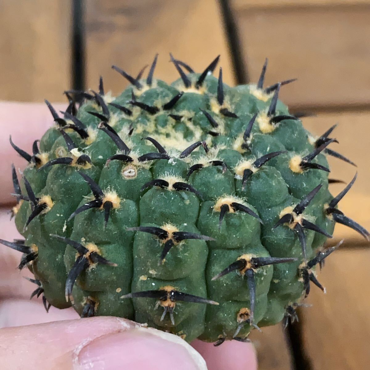 強刺天平丸・太刺バッテリーセット 強刺天平丸・太刺バッテリーセット