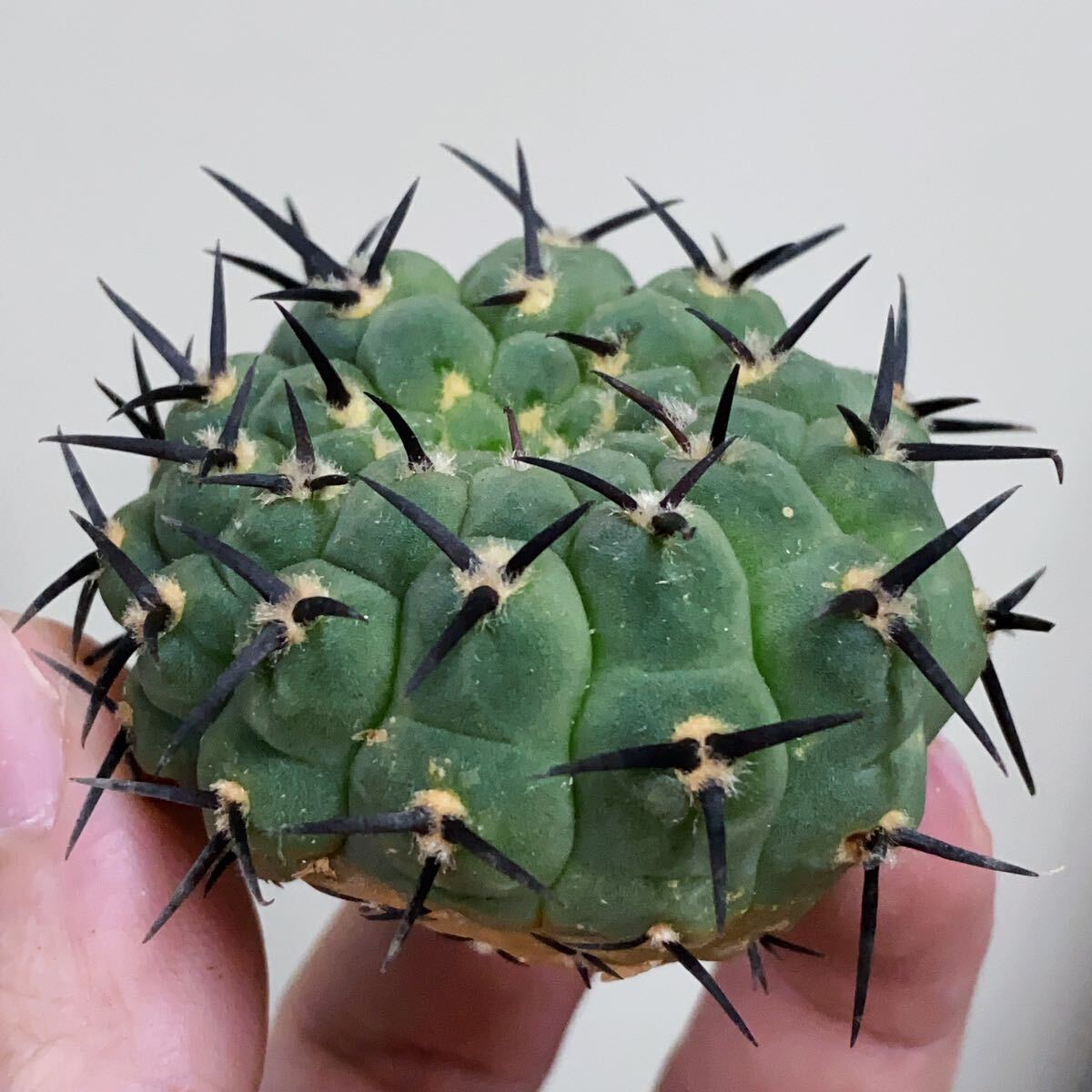 2231 a little over . black short .. rare article cactus [ heaven flat circle ] rare article cactus 