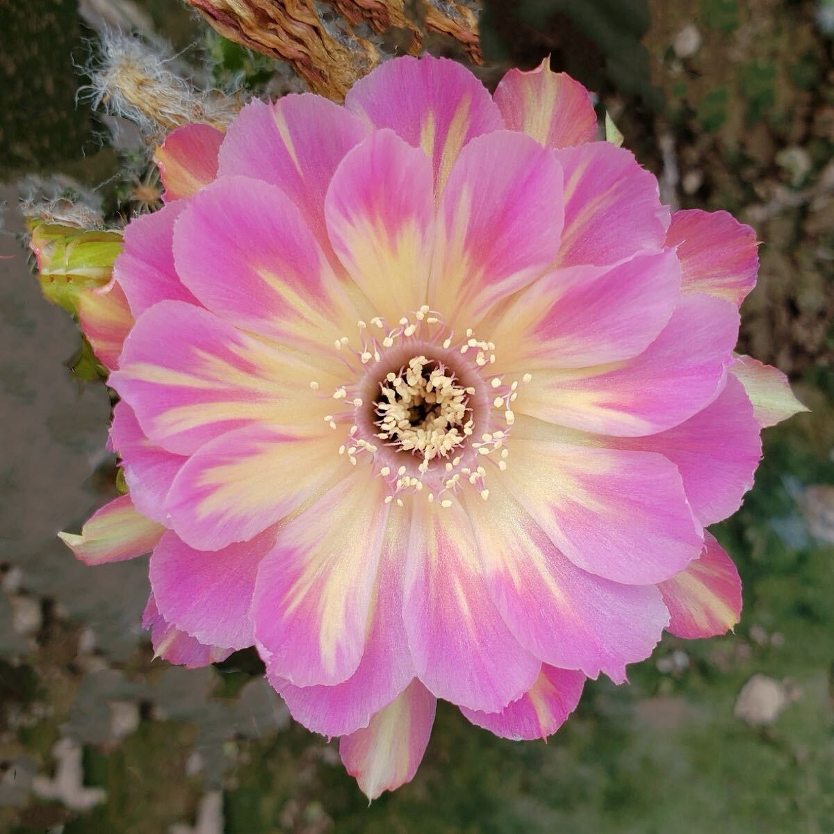 Yahoo!オークション - 多肉植物 花サボテン トム Yahoo!オークション - 多肉植物 花サボテン トム
