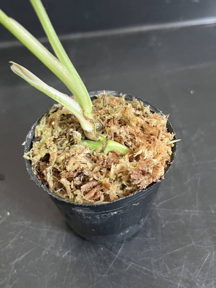 発根 発芽済み マドカズラ 斑入り モンステラ h(モンステラ 発根 発芽済み マドカズラ 斑入り モンステラ h(モンステラ