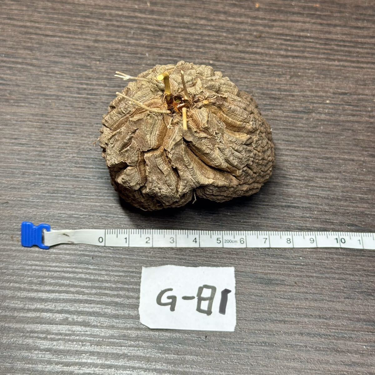 ●Fareal● G81 アフリカ亀甲竜 Dioscorea sylvatica(ディオスコレアシルバチカ)