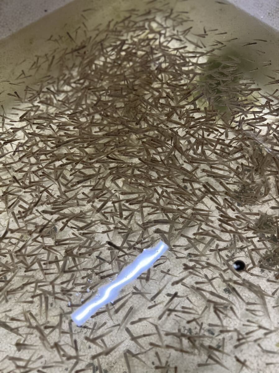 淡水魚★雜魚（オイカワ、クチボソ、バラタナゴ 、他）2.5〜4cm 500匹セット死着保証分1割　期間限定