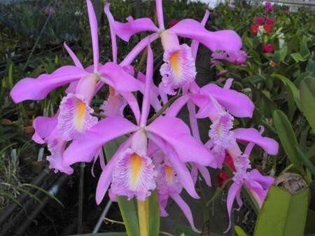 洋蘭原種 カトレア C maxima 'Kohaku'