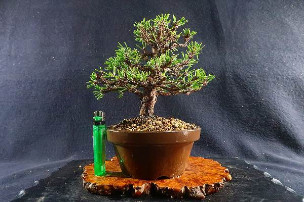 盆栽＜小品盆栽、千寿丸（八房黒松）模様木、樹高15，5cm＞棚出し