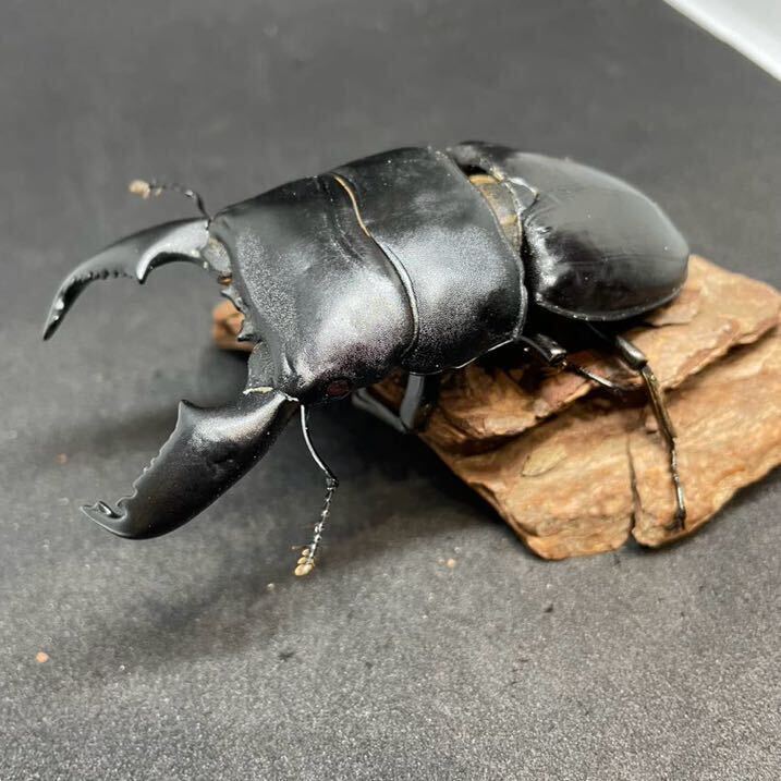 スマトラオオヒラタ アチェ産 幼虫6頭 Wild累代