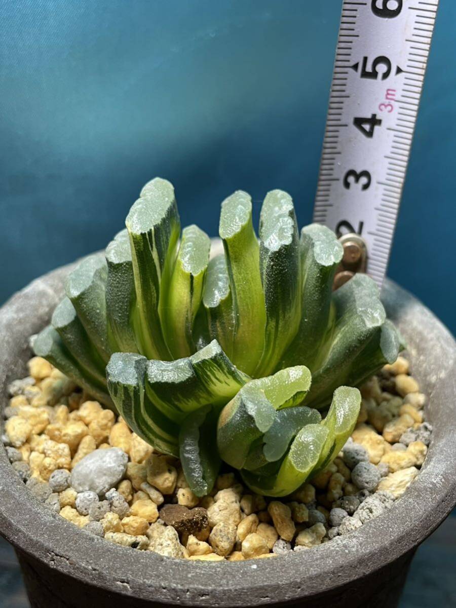 多肉植物/ハオルチア】玉扇錦 ☆グリーン玉扇錦 三色極上斑 多肉植物/ハオルチア】玉扇錦 ☆グリーン玉扇錦 三色極上斑