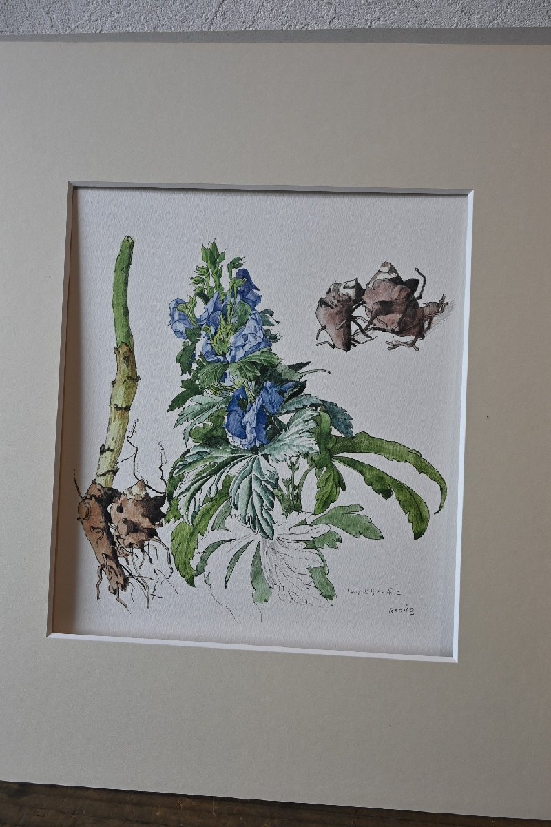 ○小磯良平　水彩畫のレプリカ　印刷畫　「はなとりかぶと」　木制額　植物の絵　博物學(xué)　モダン　アート　古道具のgplus広島 2409i