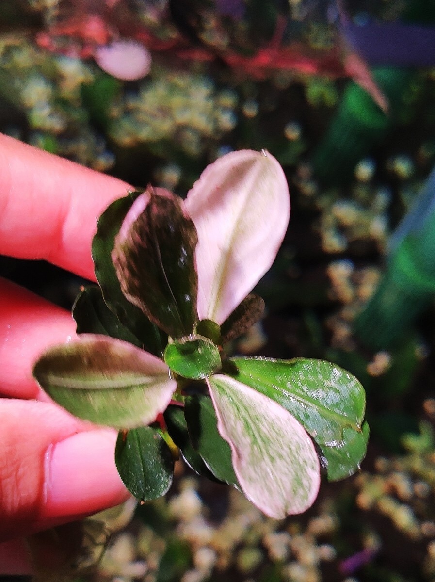 Bucephalandra sp.Pink Varigataブセファランドラ sp.ピンク Bucephalandra sp.Pink Varigataブセファランドラ sp.ピンク