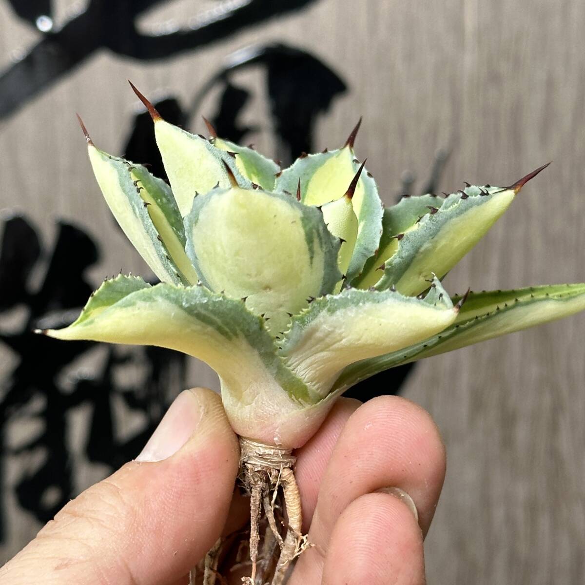 多肉植物、アガベ 吉祥冠中斑|サボテン 多肉植物、アガベ 吉祥冠中斑|サボテン