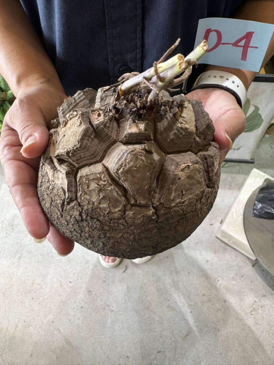 亀甲竜（ディオスコレア・エレファンティペス） Dioscorea elephantipesベアルート現地球　管理D4