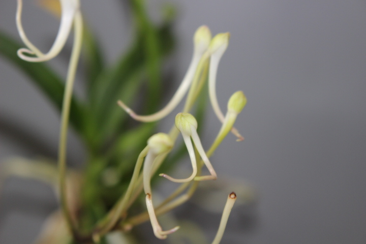 海龍（付変・２距咲・花ナシ）　　　富貴蘭　フウラン　長生蘭　山野草　東洋蘭