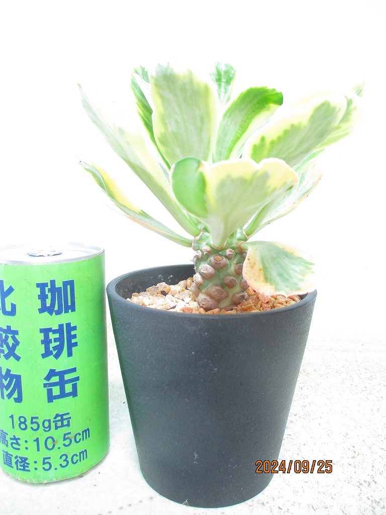 [緑の市場] ユーフォルビア ポイゾニー (91553)全高：19㎝＊定形外郵便発送：送料無料※ポスト投函