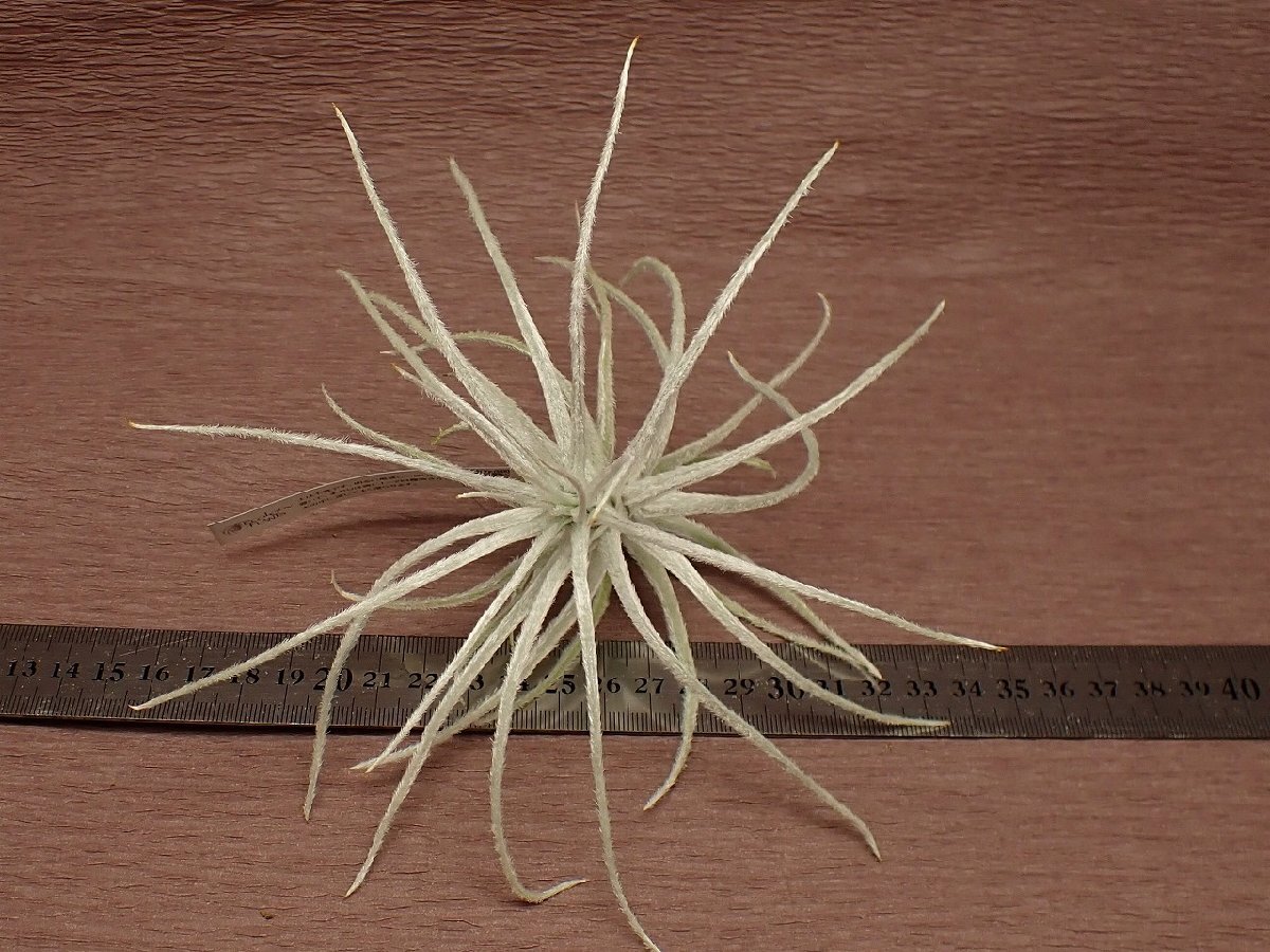 Tillandsia tectorum Caulescent form チランジア テクトラム Tillandsia tectorum Caulescent form チランジア テクトラム