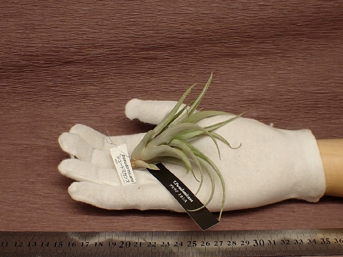 Tillandsia pseudomicanschi Ran jia* shoe domi can s* air plant EP