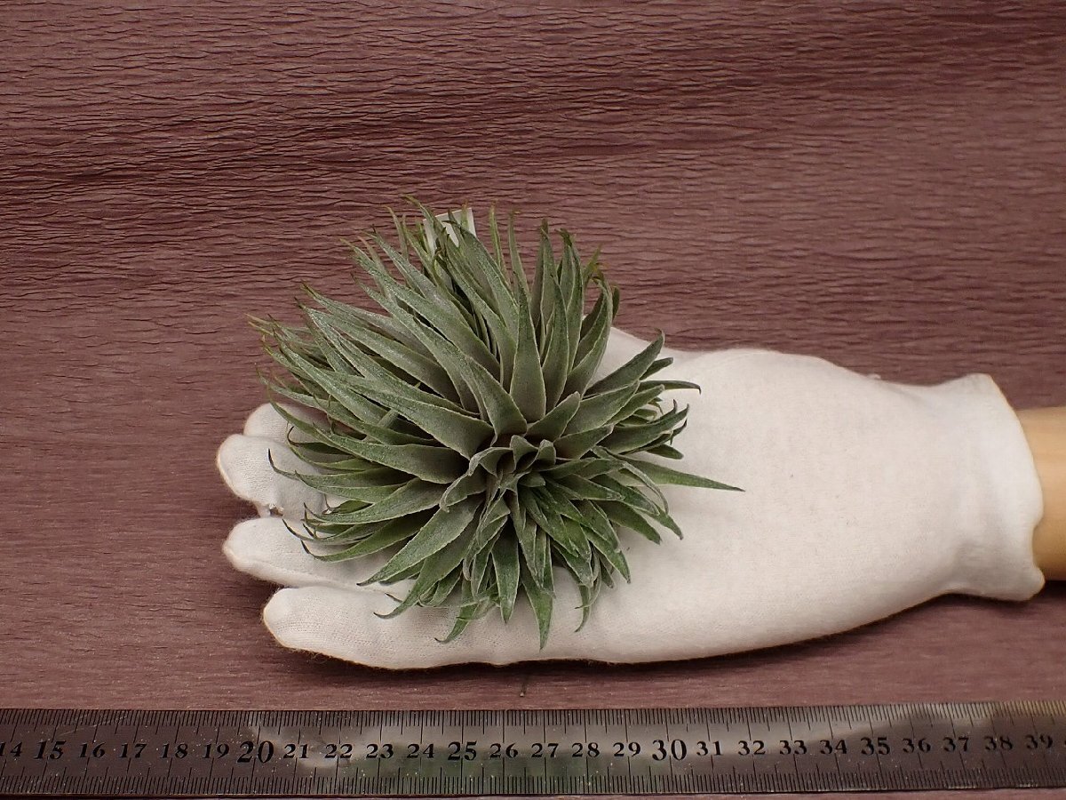 『3年保証』 Tillandsia - Yahoo!オークション kautskyi clone green hybrid ブロメリア・エアープランツ