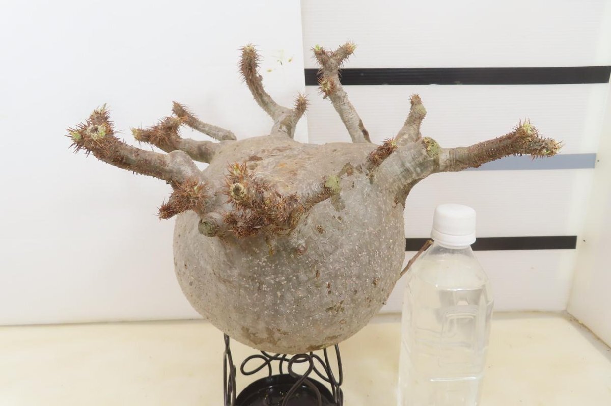 9231 「塊根植物」パキポディウム グラキリスL 抜き苗【9/25最新到着・gracilius・根切確認済・マダガスカル】