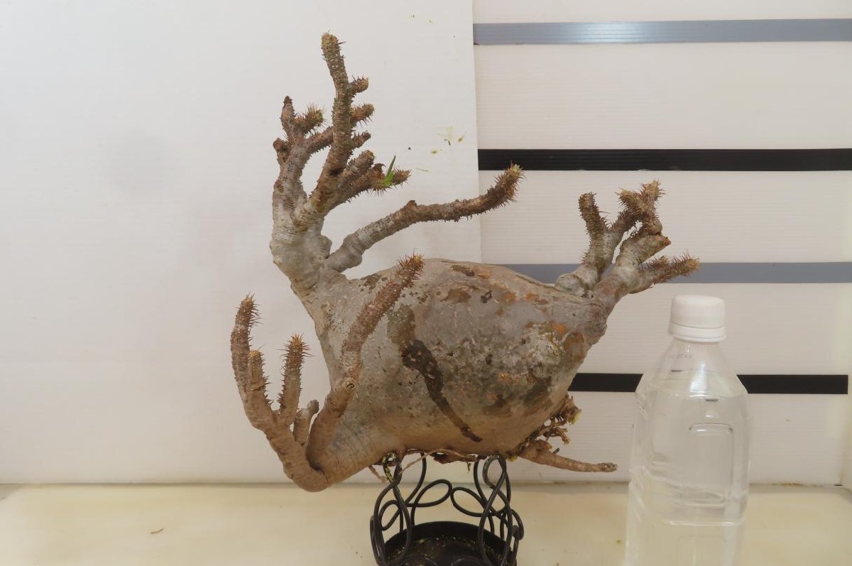 9286 「塊根植物」パキポディウム グラキリスL 抜き苗【9/25最新到着・gracilius・根切確認済・マダガスカル】