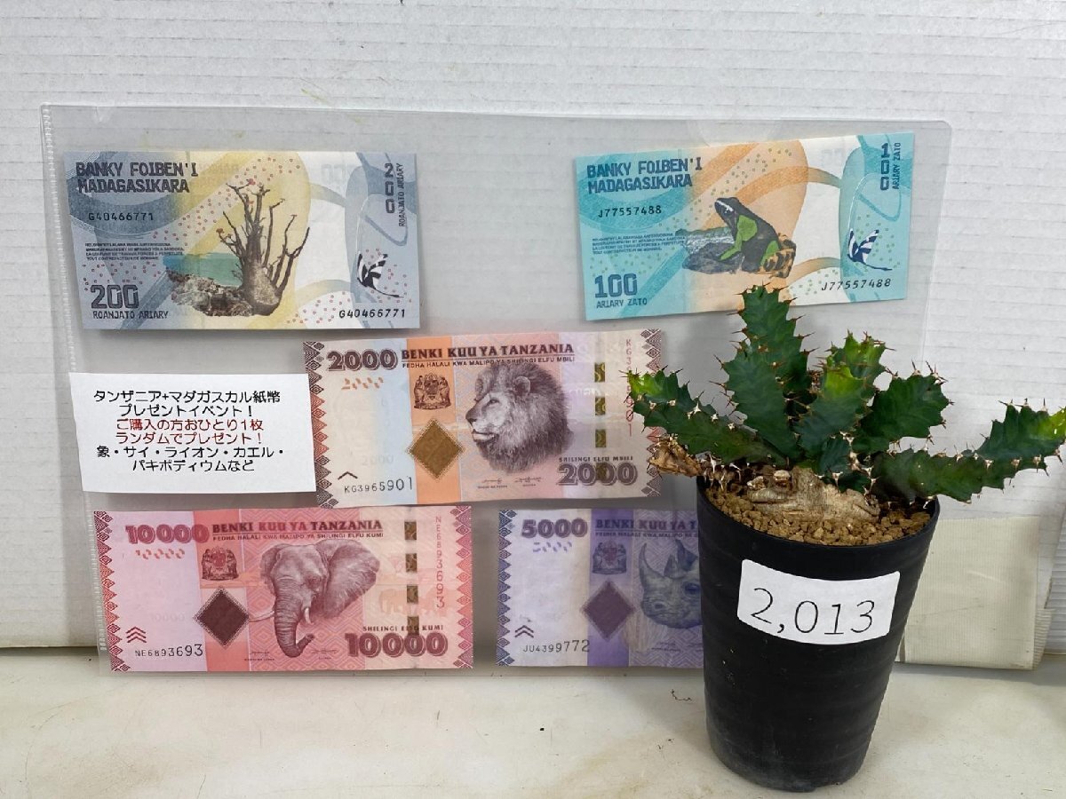 2013 「多肉植物」ユーフォルビア トルチラマ 植え【海外紙幣プレゼントイベント開催・発根・塊根植物・Euphorbia tortirama】