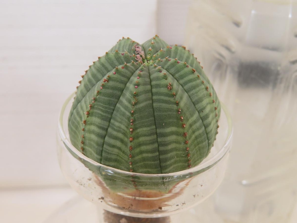 9058 「多肉植物I」ユーフォルビア　オベサ　抜き苗【極上特選大株・畑に地植え株・発根・Euphorbia obesa・美株】