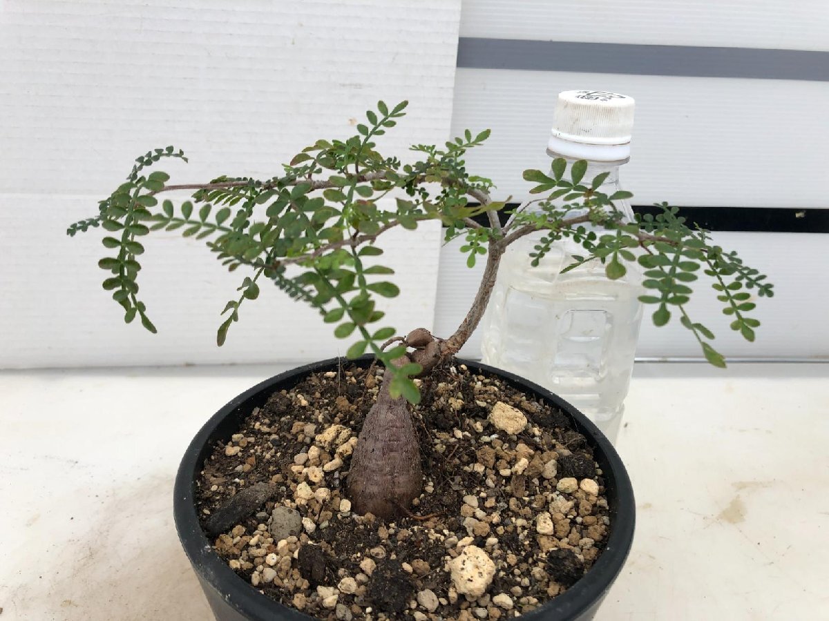 8948 「実生株」オペルクリカリア パキプス 根上げ式【種から発芽！・発根株・Operculicarya pachypus・塊根植物】