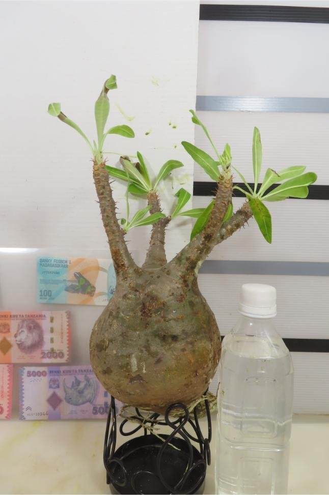 2216 「塊根植物」パキポディウム グラキリスM 抜き苗【海外紙幣プレゼントイベント開催・最新到着・gracilius・根切確認済】