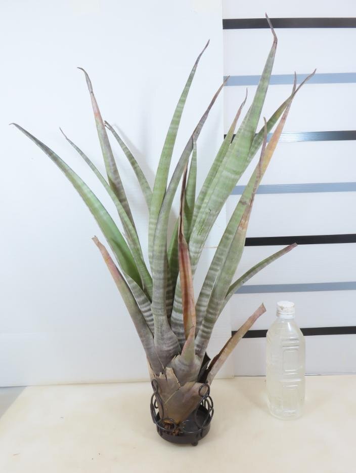 2161 「エアプランツ」tillandsia hildae 抜き苗【巨大株・希少・美株・チランジア】