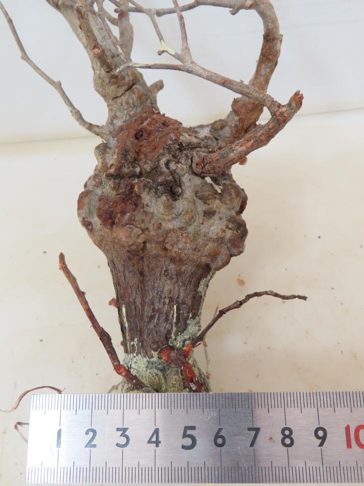 9766 「塊根植物」マダガスカル特急便 鮮度自信ありパキプス【鮮度保証・到着後3日以内の返品OK・根切確認済・Operculicarya pachypus】