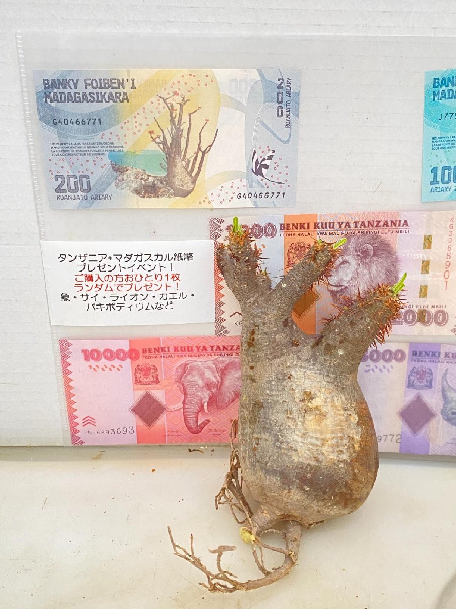 2169 「塊根植物」パキポディウム グラキリス　S 抜き苗【海外紙幣プレゼントイベント開催・最新到着・gracilius・根切確認済】