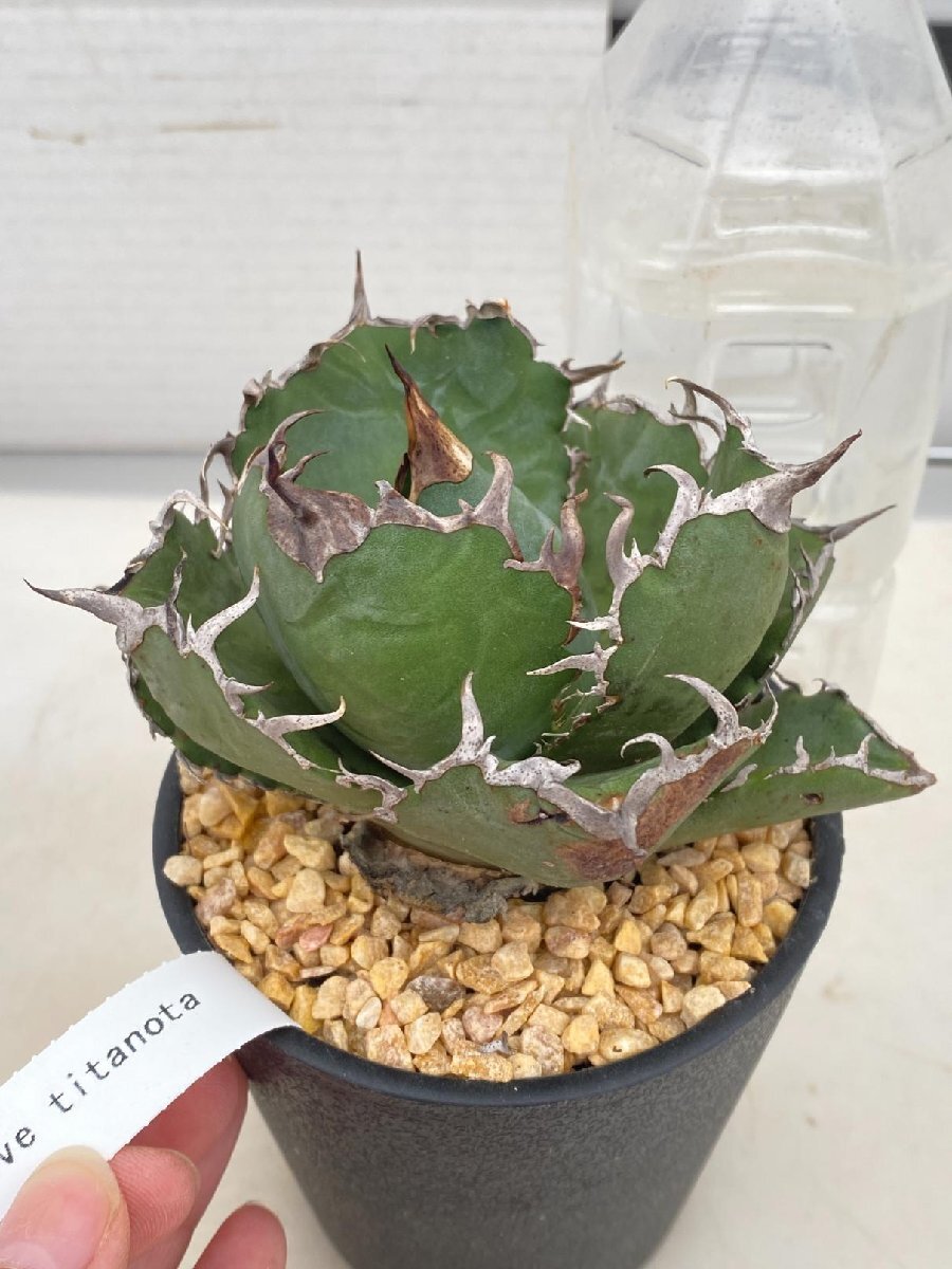 8616 多肉植物F アガベ チタノタ 白鯨 発根 多肉植物 Agave 8616 多肉植物F アガベ チタノタ 白鯨 発根 多肉植物 Agave