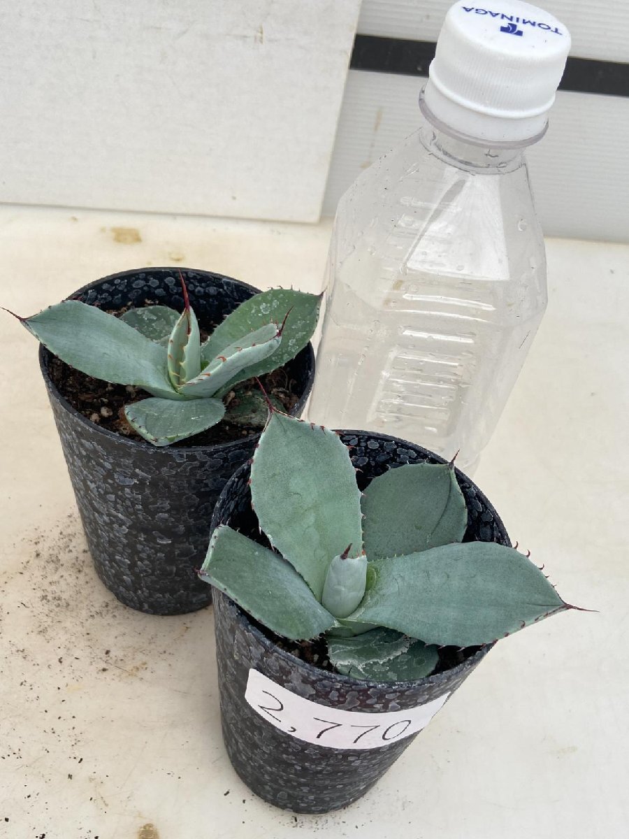 【2鉢セット】パリートランカータ 2本セット】アガベパリートランカータ