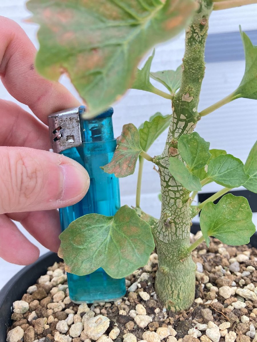 4616 塊根植物 ドルステニア ギプソフィラ 植え 実生 発芽 Dorstenia gypsophila 多肉植物(観葉植物)｜売買されたオークション情報、yahooの商品情報をアーカイブ公開  - オークファン 観葉植物