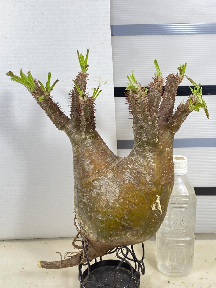 6141 「塊根植物」パキポディウム グラキリス L 抜き苗【最新到着・gracilius・根切確認済・マダガスカル】