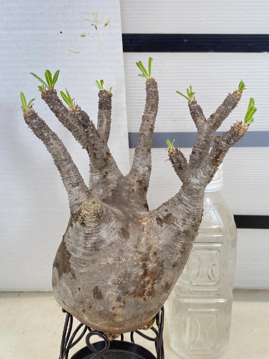 6072 「塊根植物」パキポディウム グラキリスM 抜き苗【最新到着・gracilius・根切確認済・マダガスカル】