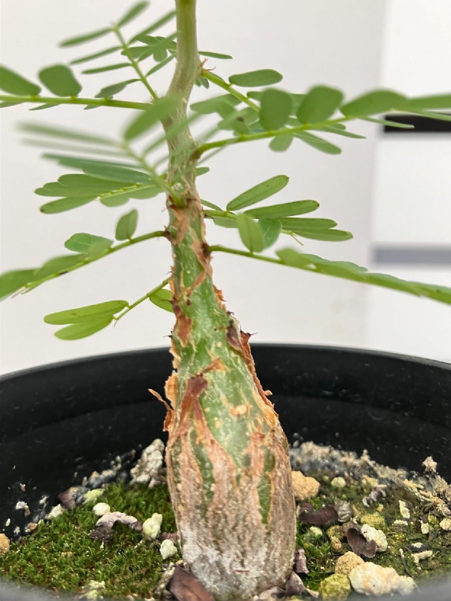 6655 「実生」センナ　メリディオナリス【種から発芽！・発根・Senna meridionalis】