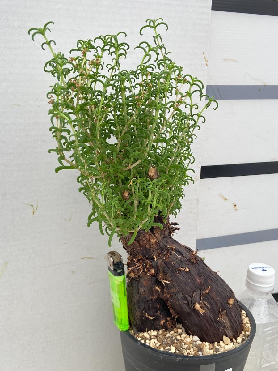 6313 「塊根植物」メストクレマ大 植え【美株・多肉植物・Mestoklema・発根未確認・】